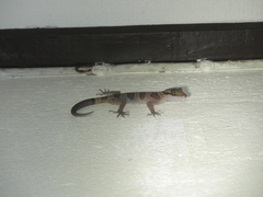 Cyrtodactylus intermedius