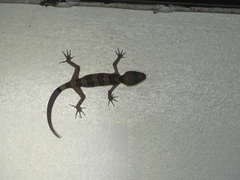 Cyrtodactylus intermedius