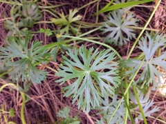 Ranunculus inundatus