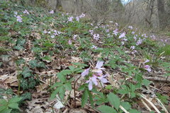 Cardamine quinquefolia