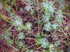 Ranunculus inundatus