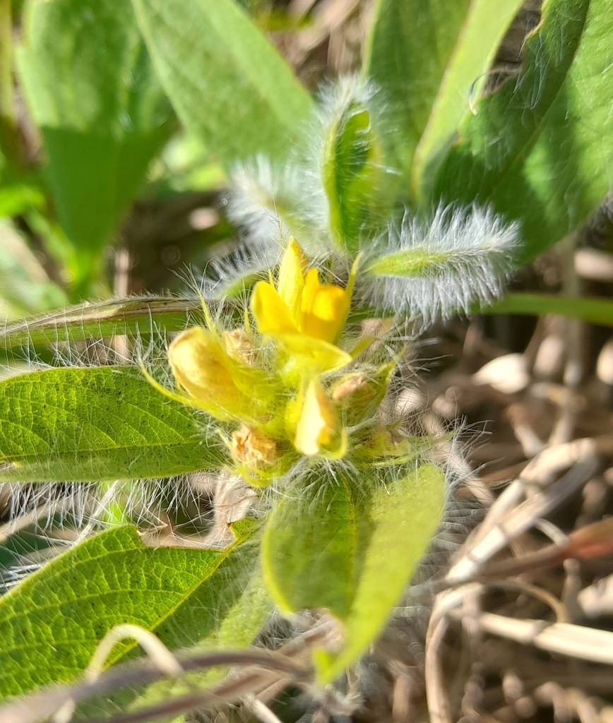 Eriosema tacuaremboense