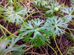 Ranunculus inundatus