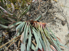 Protea laevis