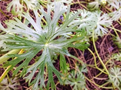 Ranunculus inundatus