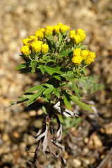 Ajania pallasiana
