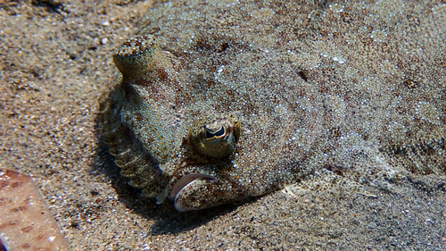 Wide-eyed Flounder