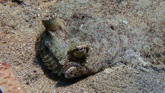 Wide-Eyed Flounder photo 5