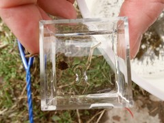 Nepomorpha