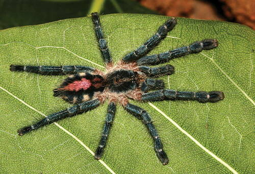 Ybyrapora gamba