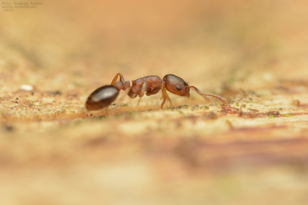 Temnothorax jailensis