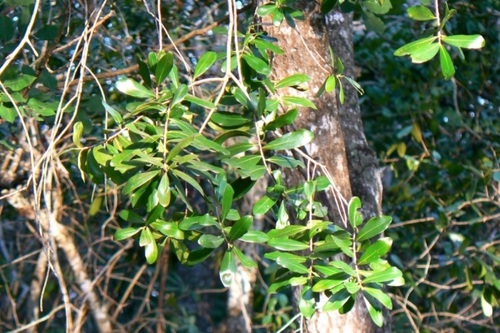 Pepper bark tree (Warburgia salutaris)
