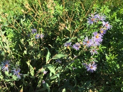 Symphyotrichum laeve