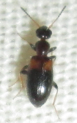 Hirticomus