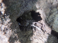 Parasesarma erythodactylum