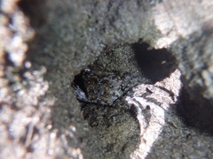 Parasesarma erythodactylum