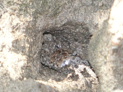 Parasesarma erythodactylum