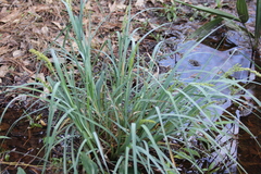 Carex crus-corvi