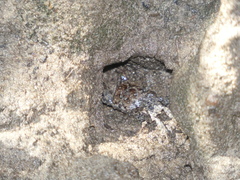 Parasesarma erythodactylum