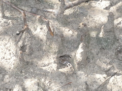 Parasesarma erythodactylum