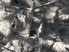 Parasesarma erythodactylum