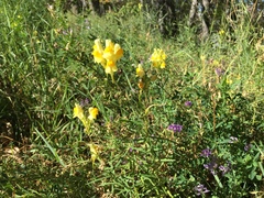 Linaria vulgaris