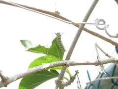 Tirumala limniace limniace