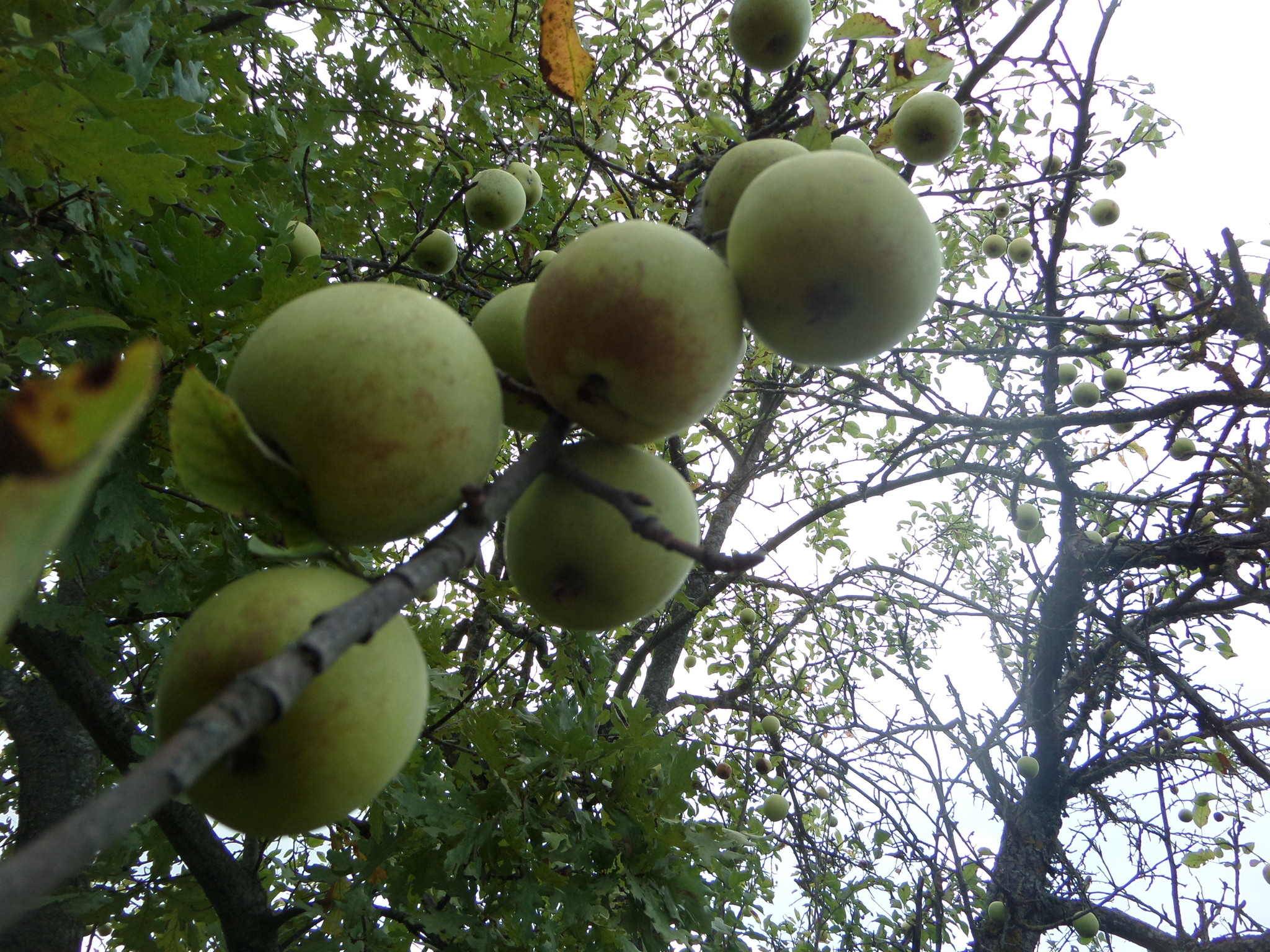 Malus orientalis