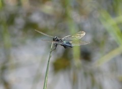 Rhyothemis triangularis