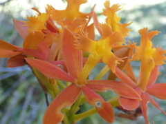 Epidendrum radicans