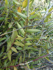 Epidendrum radicans