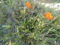 Epidendrum radicans