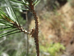 Oxyopes kraepelinorum