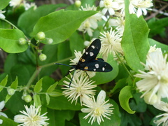 Zygaena ephialtes
