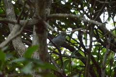 Conirostrum speciosum