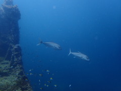 Seriola dumerili