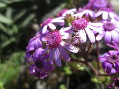 Myopa mixta