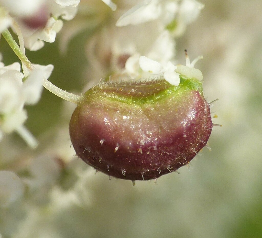 Kiefferia pericarpiicola