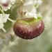 Kiefferia pericarpiicola - Photo 由 Stefan 所上傳的 (c) Stefan，保留部份權利CC BY-NC
