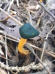 Leotia lubrica image