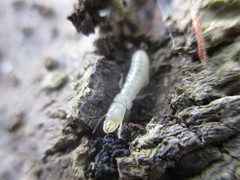 Kalotermes dispar