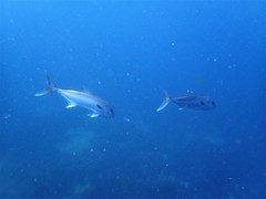 Seriola dumerili
