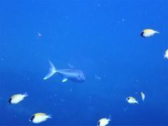 Seriola dumerili
