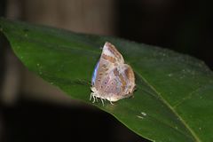 Arhopala madytus