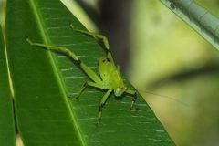 Paracaedicia serrata