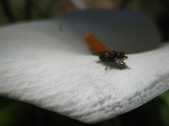Myopa mixta