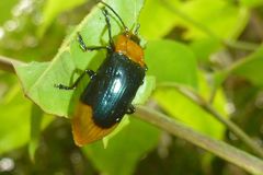 Promechus australicus