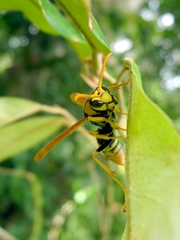 Polistes tepidus