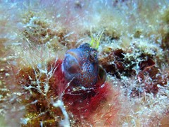 Parablennius postoculomaculatus