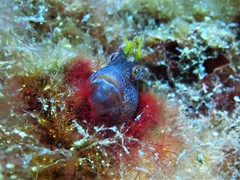 Parablennius postoculomaculatus